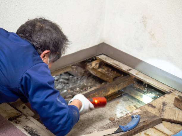 Best HVAC Mold Remediation in Oak Grove, VA