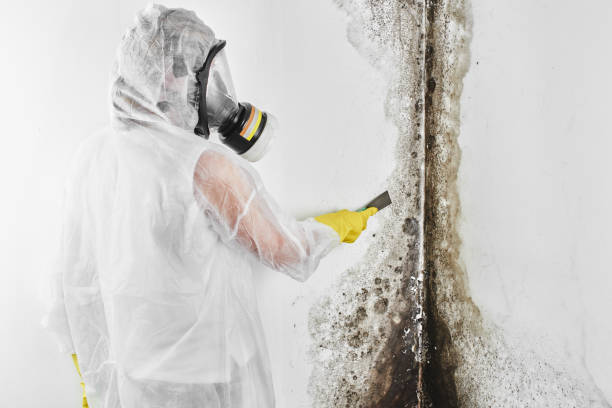 Best Kitchen Mold Remediation in Oak Grove, VA