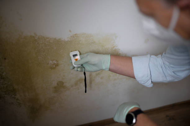 Best Commercial Mold Remediation in Oak Grove, VA