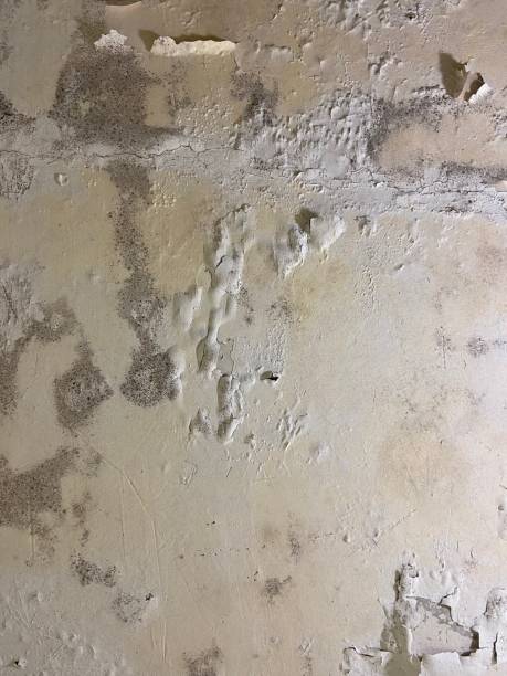 Best Residential Mold Remediation in Oak Grove, VA